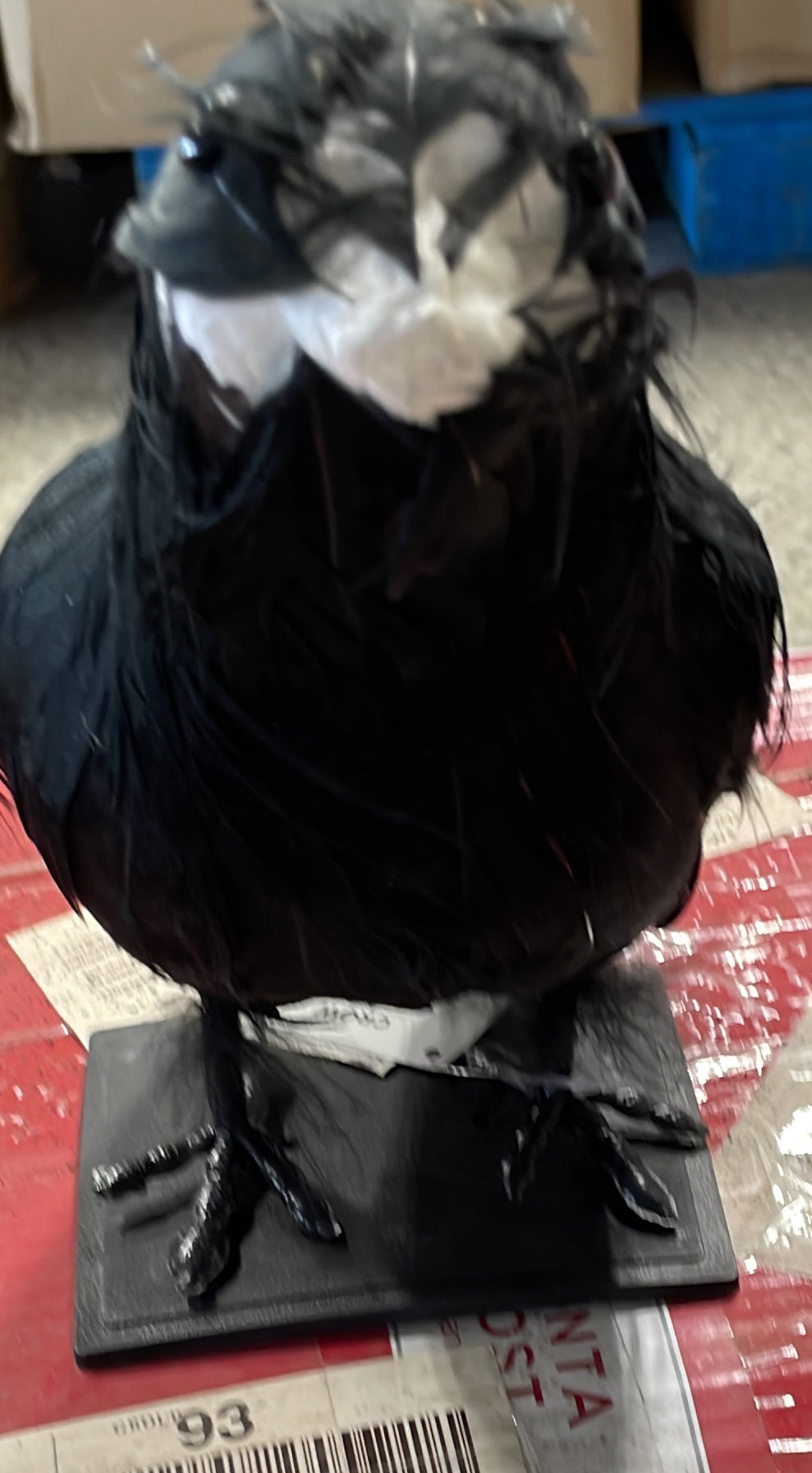 Crow