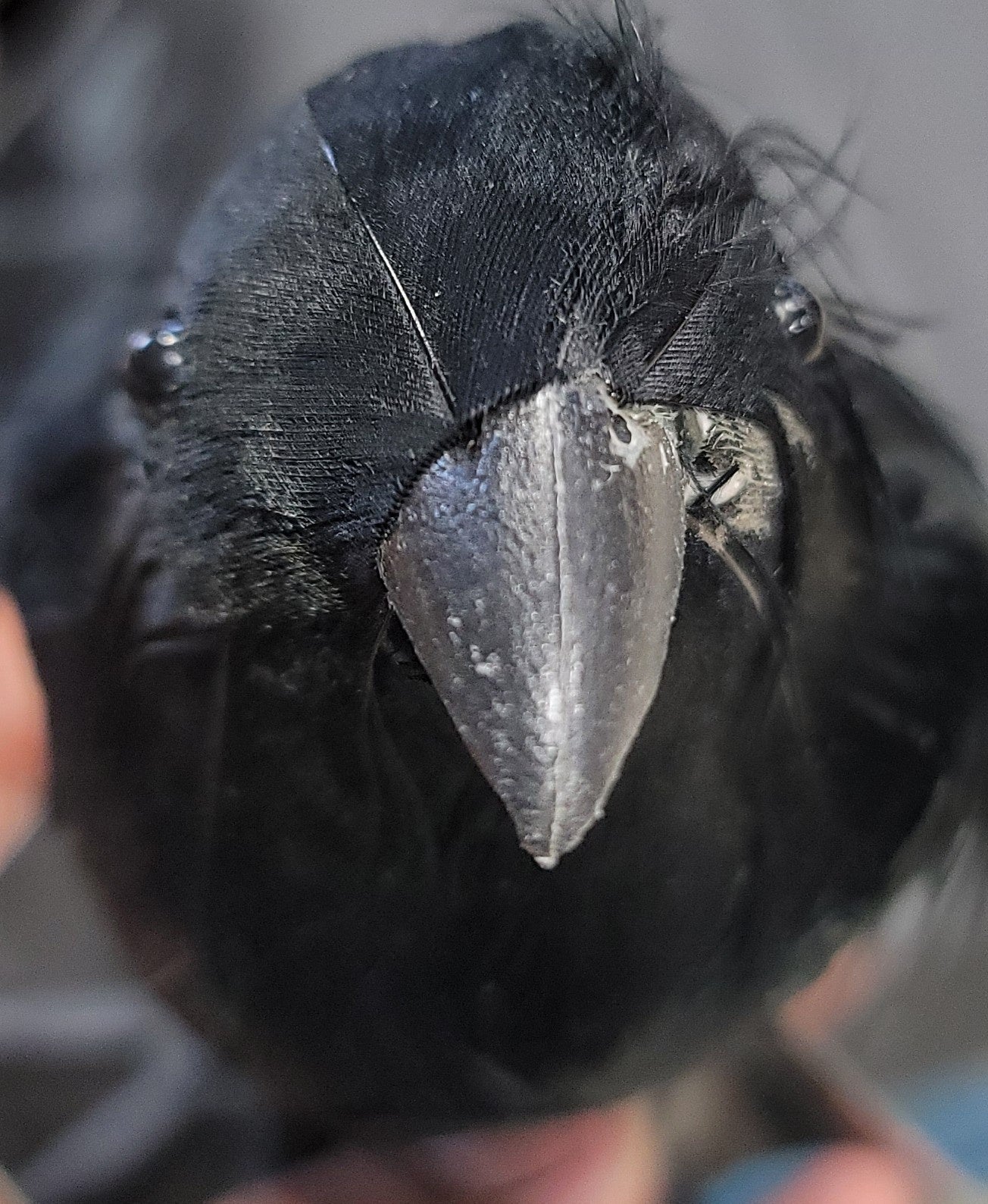 CROW Turned Head