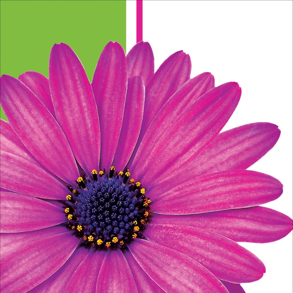 Daisy Power Bev Napkins/Disc