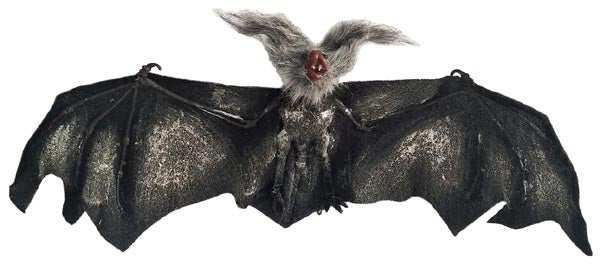 26In Hanging Bat